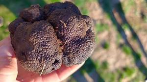 Truffle - credit: University of Stirling